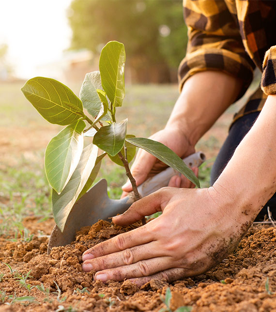 Hands planting tree